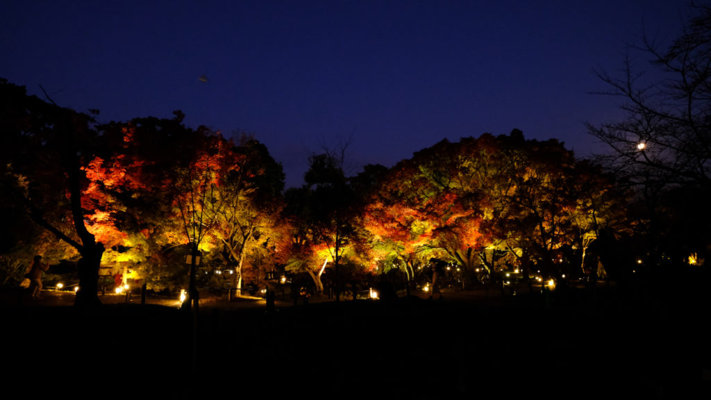 京都府立植物園ライトアップ